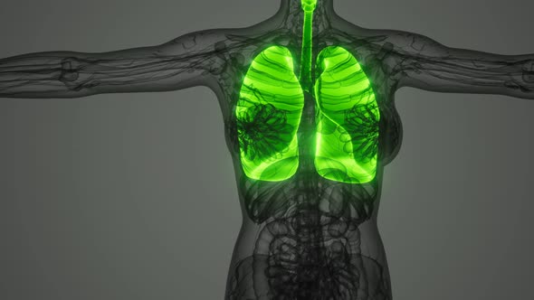 Science Anatomy Scan of Human Lungs