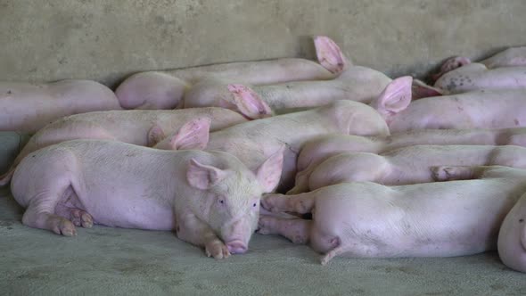 Group of pig that looks healthy in local ASEAN pig farm at livestock. The concept of standardized an