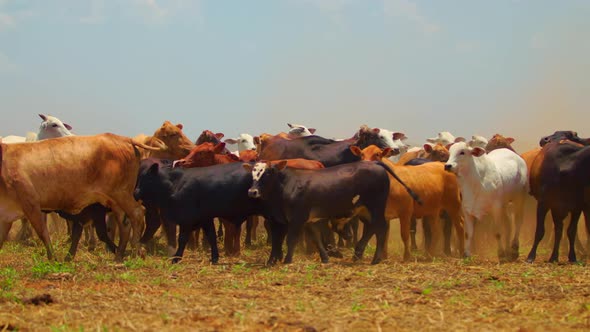 Herd of cattle roaming a dry field in slow motion