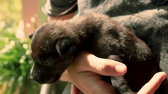 Cute black puppy held in a woman's hand sunbathing in the morning sunlight