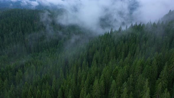 Flying Over The Cloudy Evening Forest 14