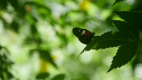 Butterfly in natural habitat