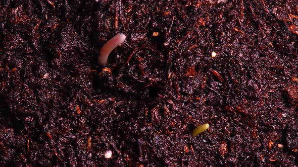 timelapse. close-up of green lettuce sprouting