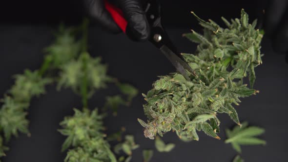 Growers Trim Their Pot Buds Before Drying. Man's Hands Trimming Marijuana Bud. Growers Trim Cannabis
