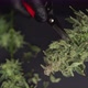 Growers Trim Their Pot Buds Before Drying. Man's Hands Trimming Marijuana Bud. Growers Trim Cannabis - VideoHive Item for Sale