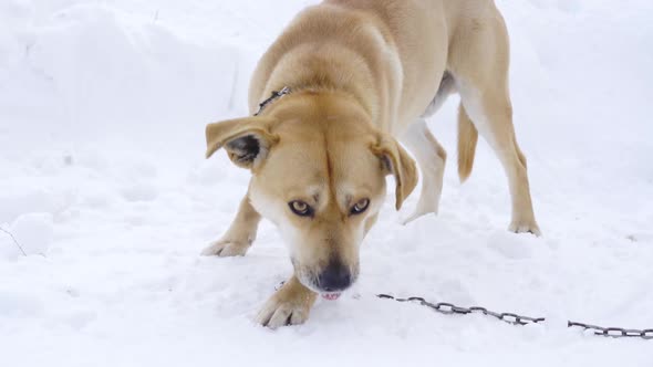 A Hungry Dog on a Chain in Winter Gnaws Something Tasty with Greed