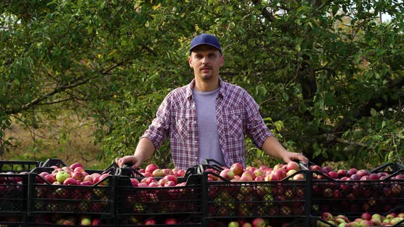 Happy Farmer Showing Thumb Up Near Boxes with Apples