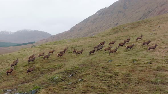 A Large Herd of Red Deer Stags in the Scottish Highlands