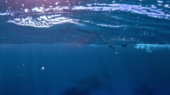 Snorkeling in the search of dolphins.