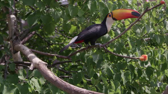 Toucan climbing on branches reaching for food