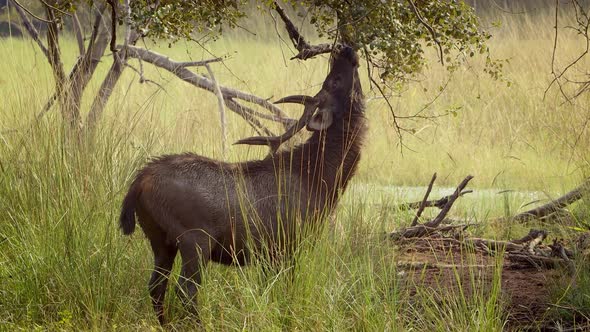 Sambar Rusa Unicolor Is a Large Deer Native To the Indian Subcontinent, South China