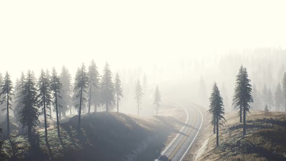 Road Through the Russian Taiga Forest From Aerial View