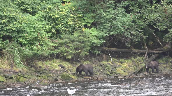 Brown bears hunting for fish in remote wilderness National Park and Reserve Alaska USA