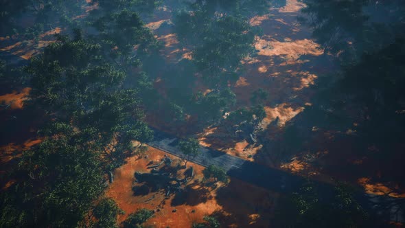 Aerial Shot of Road Snaking Through Green Trees