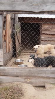 Aerial View of a Shelter for Stray Dogs