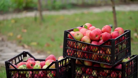 Ripe apples in drawers