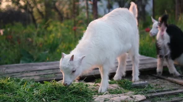 Young Goats Eat Hay in the Sunset Light at the Farm