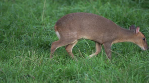 Reeves's Muntjac, Muntiacus Reevesi Nibbles Grass on the Field. Summer Outdoor Pasture.