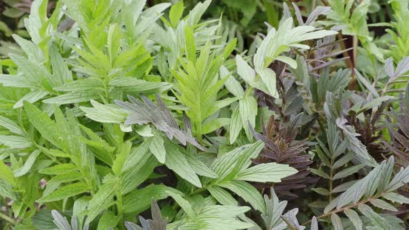 Valeriana officinalis leaves. Common valerian. Medicinal plants