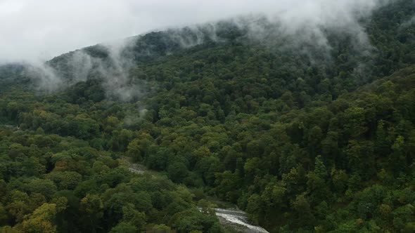 River And Foggy Forest