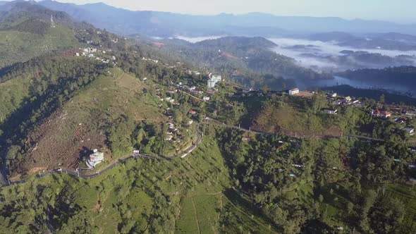 Tea Plantations with Lush Green Trees Against Slopes in Fog