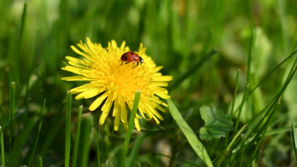 Ladybug on flower of dandelion in grass