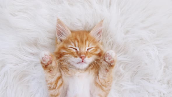 Cute Ginger Kitten Sleeping on a Fur White Blanket