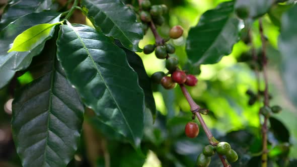 Coffee tree with green cherry beans in the farm