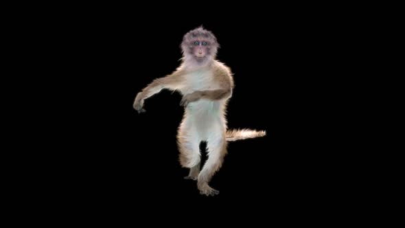 Monkey Dance HD