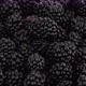 blackberry close up rotating. Fresh Ripe organic blackberries - VideoHive Item for Sale