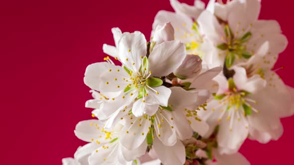 Almond Blossom Rotating Timelapse on Red