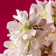 Almond Blossom Rotating Timelapse on Red - VideoHive Item for Sale