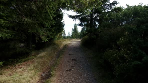 Morning Walk Along the Path in the Forest