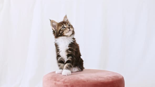 Cute Grey Kitten Watching Sitting on a Pink Pouf on a White Background