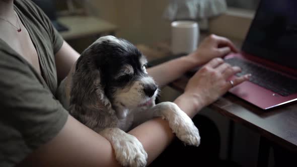 Busy Asian female entrepreneur working on laptop in home office