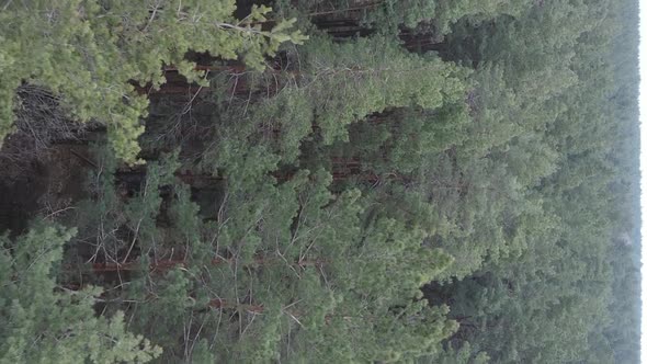 Vertical Video of Beautiful Forest Landscape