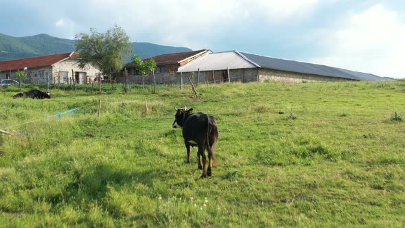Small Animal Farm In Bulgaria