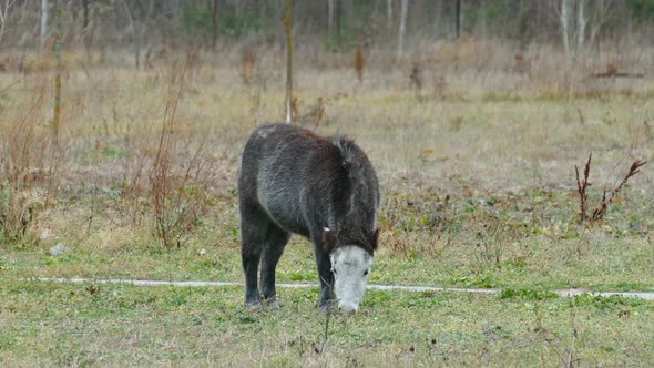 Pony Grazes on the Meadow