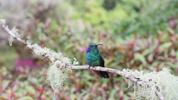 Costa Rica Lesser Violetear Hummingbird (colibri cyanotus), Bird Flying Landing on Branch and Taking