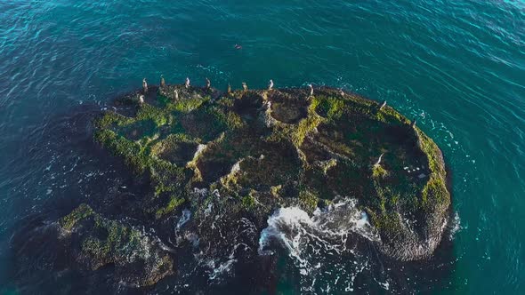 Birds standing on a lush little islet.