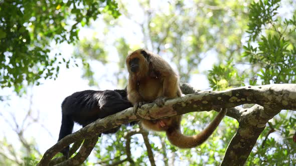 Holwer Monkey in Jungle sitting in the trees