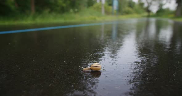 Close-up of snail slowly crawling across wet pavement with Runner in background