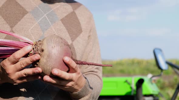 A Rural Worker Keeps Freshly Picked Red Beets Organically Clean Vegetables From a Vegetable Garden