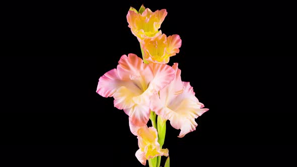 Time lapse of Opening Gladiolus Flower