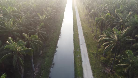 Aerial fly over the river and small path in oil palm