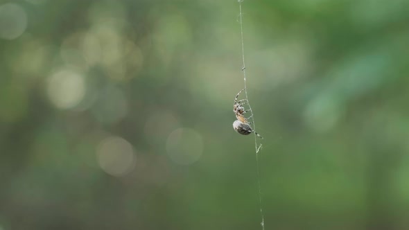 Tiny spider filmed in web thread in close up video clip