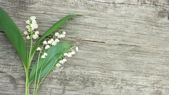 Bouquet of Beautiful Little Fragrant Lilies of the Valley with Green Leaves