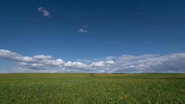 Beautiful Shot Over Yellow Dandelions with White Clouds Passing By in Timelapse