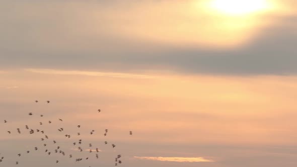 Flocks of birds flying in a dawn sky. East Frisia. Lower Saxony. Germany.