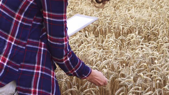 Farmer tablet field wheat. Farmer checks wheat grain. Farmer in shirt stands in field of ripe wheat